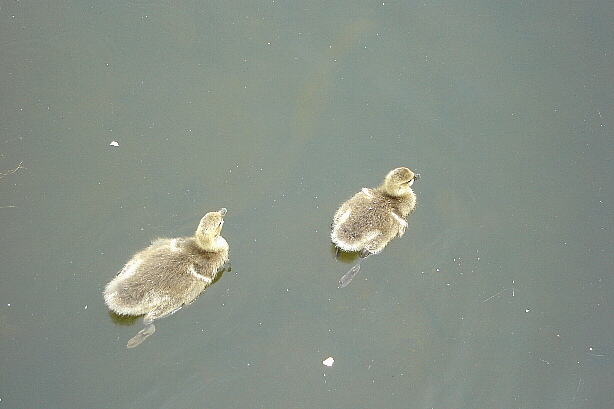 Small ducks