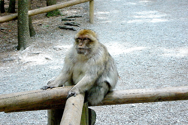 The first barbary ape