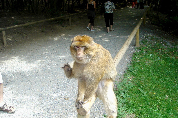 The second barbary ape