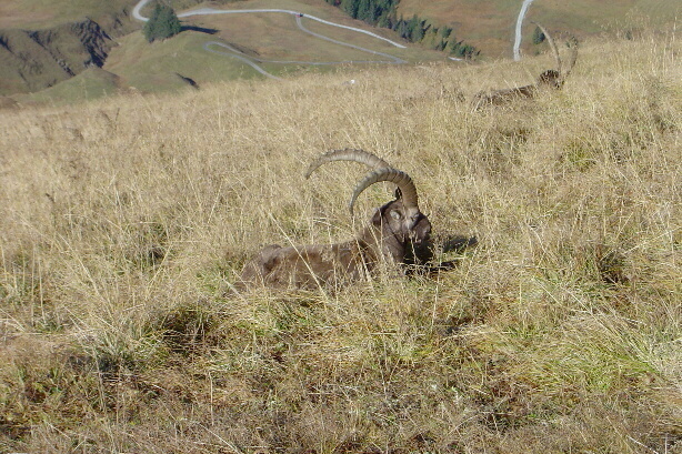 The second ibex
