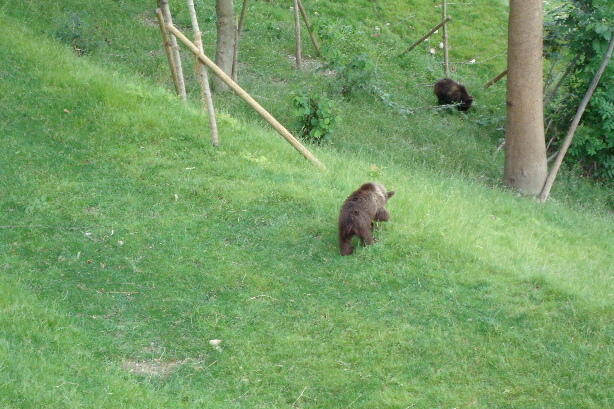 The small bears Urs (Ursina) and Berna