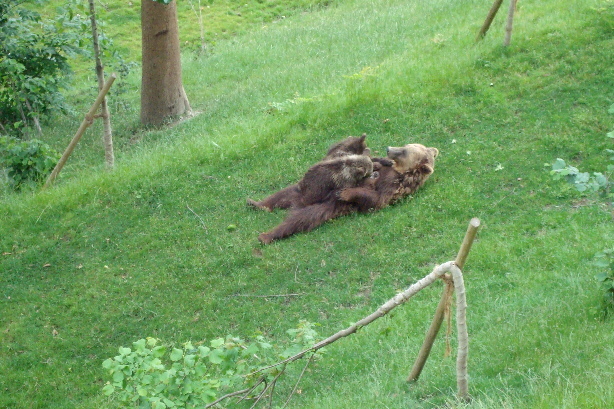Björk und die kleinen Bären Urs (Ursina) und Berna