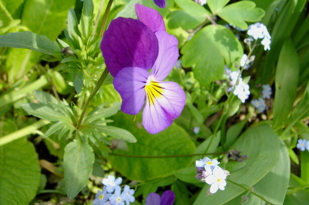 Viola tricolor, Violaceae