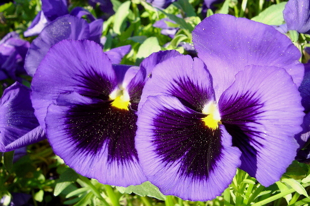Garten-Stiefmütterchen / Viola wittrockiana
