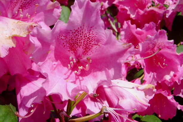 Rhododendron / Hairy Alpine Rose