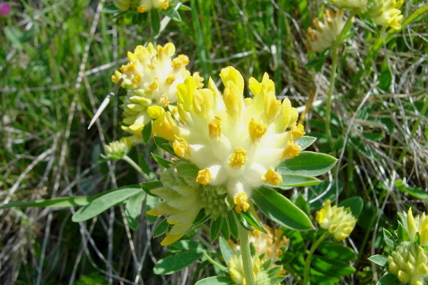 Trifolium campestre, Fabaceae