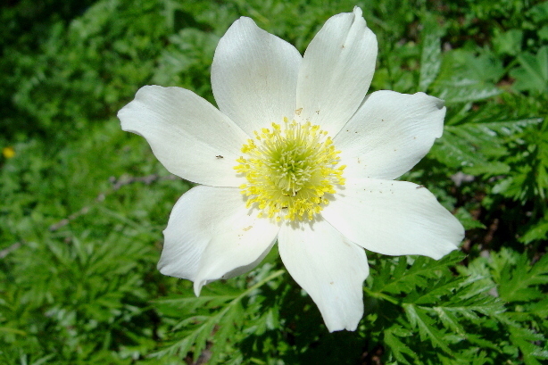 Anemone sylvestris, Ranunculaceae
