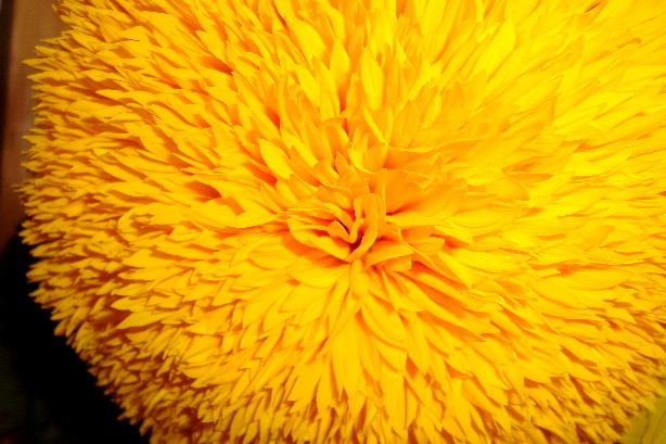 Sun flower / Helianthus