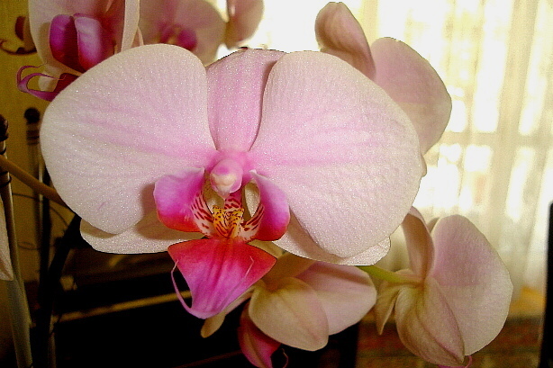 Orchid / Orchidaceae