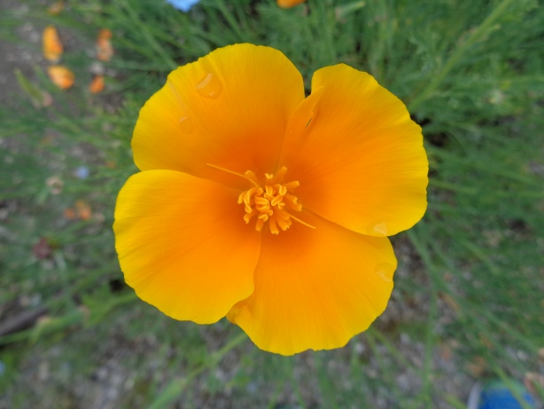 California poppy / Eschscholzia californica