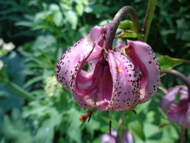 Martagon lily / Lilium martagon