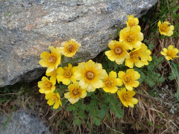 Pulsatilla alpina / apiifolia