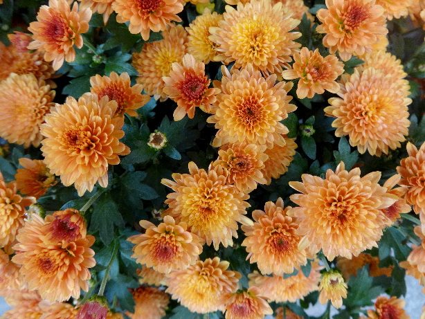 Chrysanthemums / mums / chrysanths