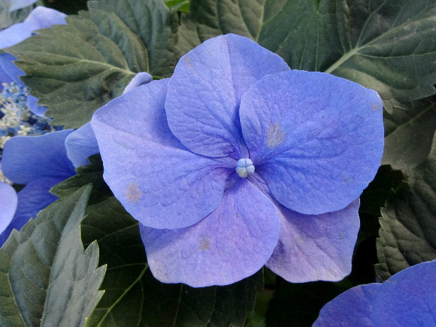 Blaue Hortensie / Hydrangea