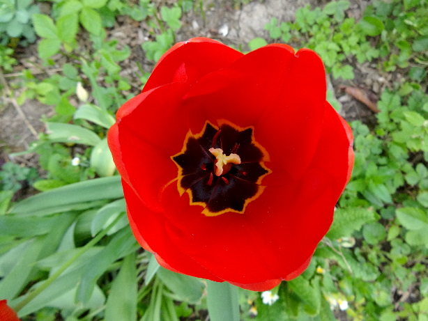 Tulpe / Tulipa