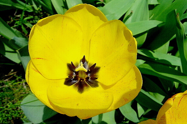Tulpe / Tulipa