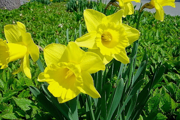 Gelbe Narzissen oder Osterglocken / Narcissus pseudonarcissus
