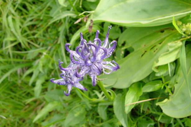 Kopfige Teufelskralle / Muscariracemosum, Liliaceae