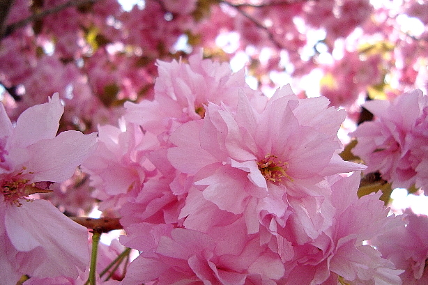 Kirschblüten / Prunus