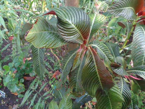 Hoffmannia ghiesbreghtii
