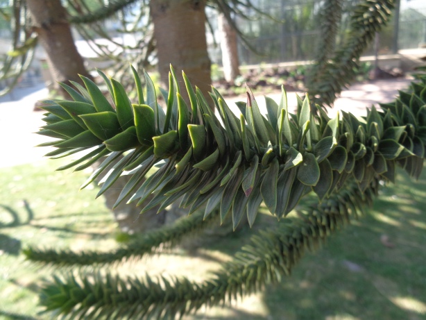  Chilean pine / Araucaria araucana;