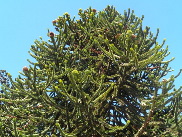 Chilenische Araukarie / Araucaria araucana