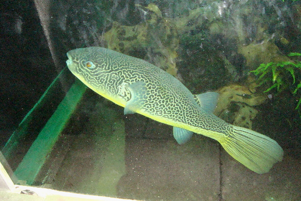 Gold ringed puffer fish