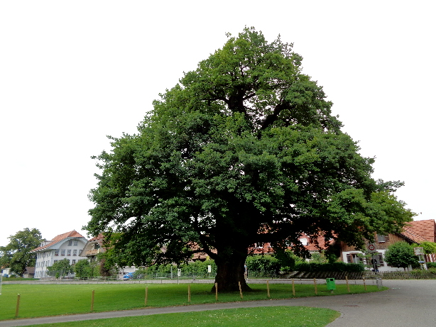 Old oak-tree