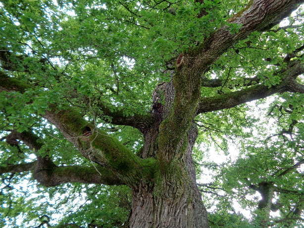 Old oak-tree