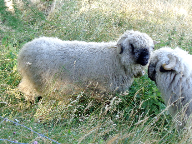 Valais Blacknose (sheep)