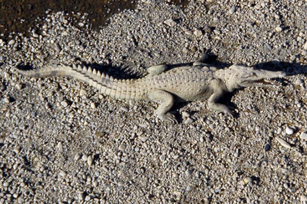 Krokodil im Tarcoles River