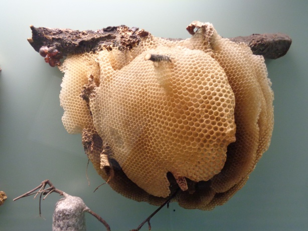 Bienenwaben