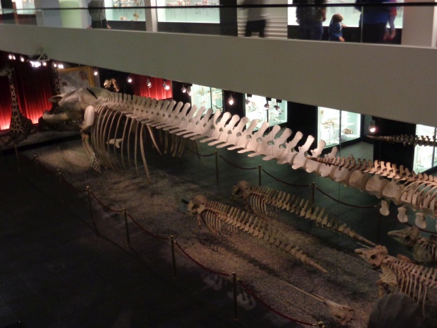Das Skelett eines Finnwals