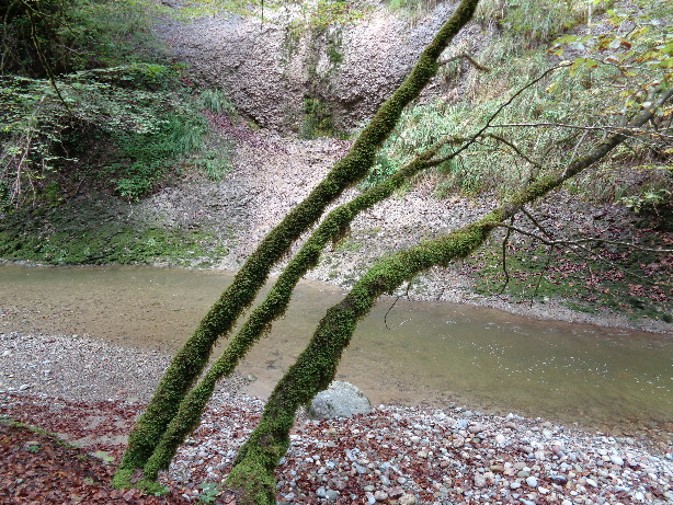Rotache creek