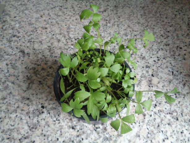 Lovage (cut the leaves in small pieces) ...