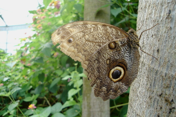 Owl butterfly / Caligo eurilochus