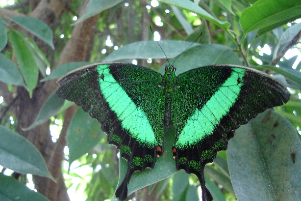 Grüngestreifter Schwalbenschwanz / Papilio palinurus