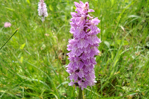 Mountain orchid