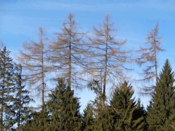 Larch-trees
