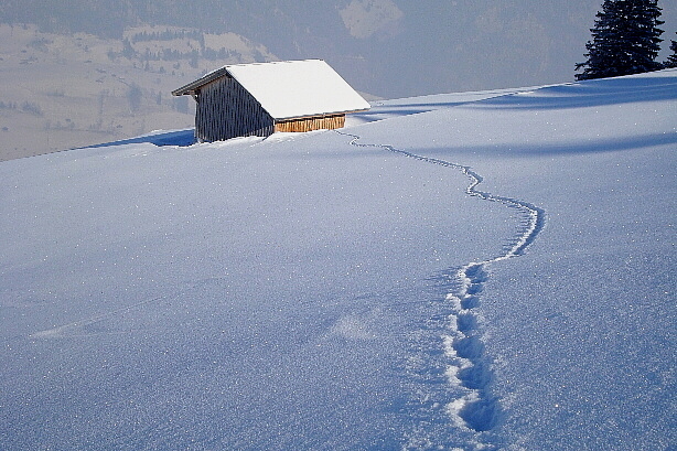 Anmial trace to the hut