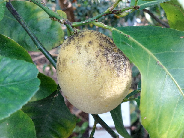 Bergamot lemon