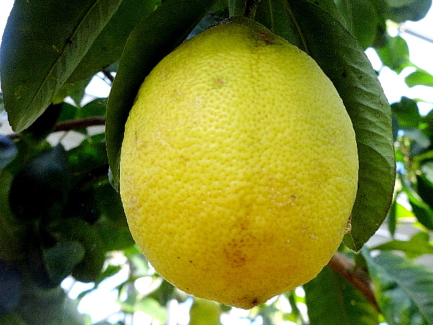 Bergamot Zitrone