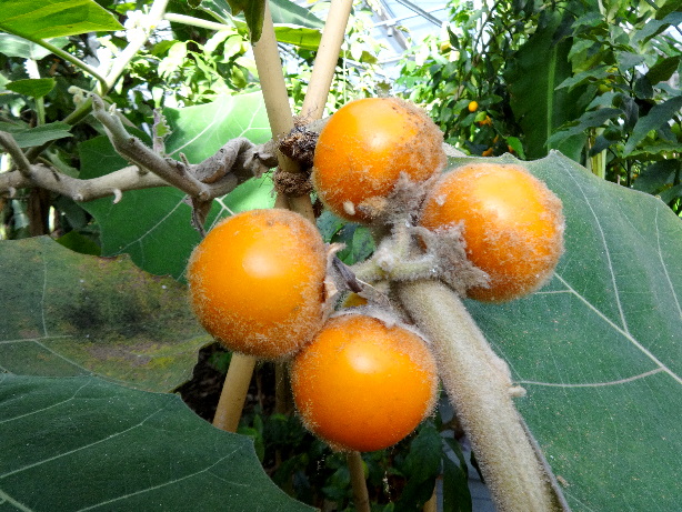 Lulo / Solanum quitoense