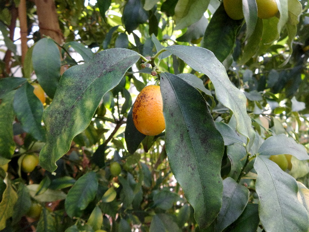 Kumquat / Fortunella japonia