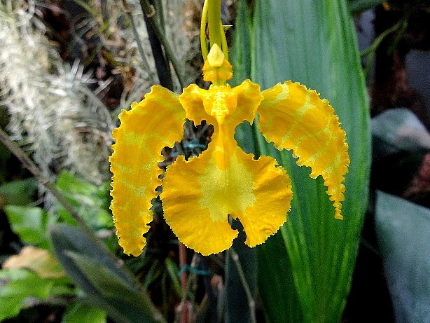 Onchidium papillio / kalihi yellow