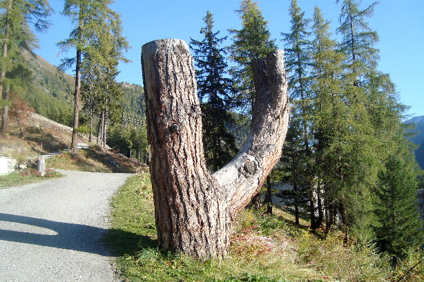 Giandains larch tree