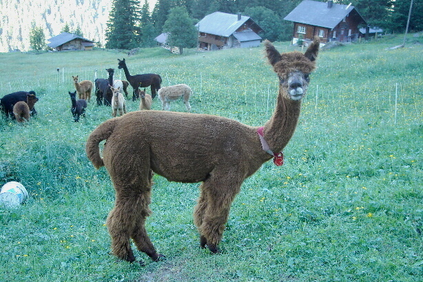 Lamas
