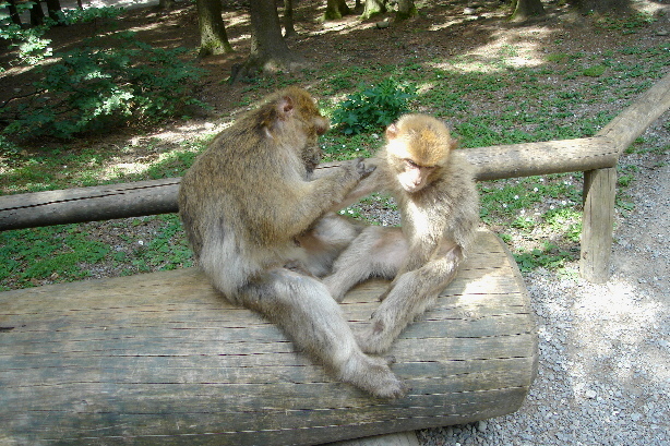 Grosser und kleiner Berberaffe
