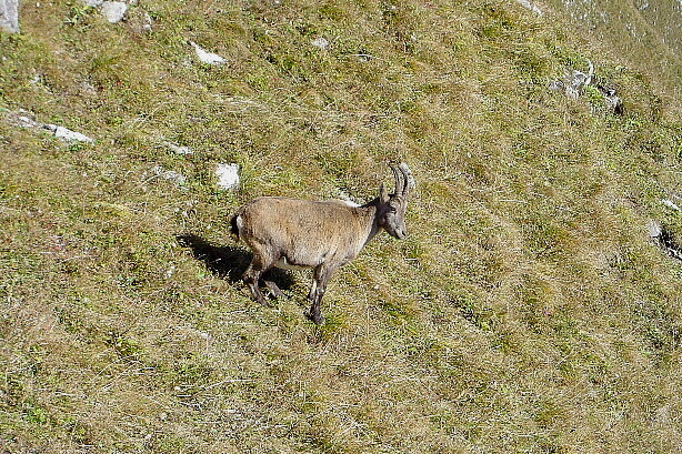 Der erste Steinbock