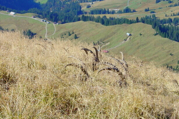 Die Steinbockkolonie